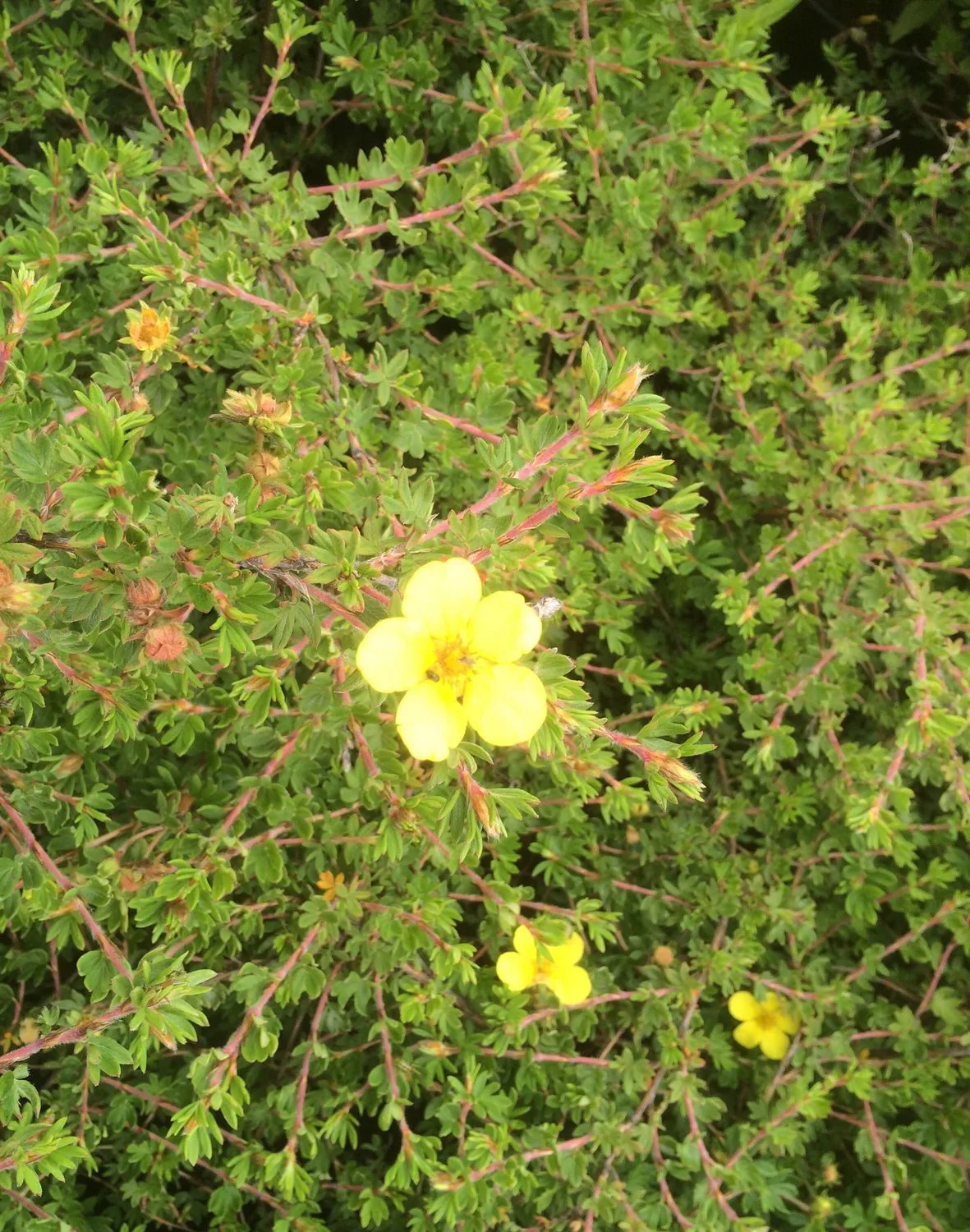 Dasiphora fruticosa 'Longacre' E - Image 2