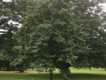 Tilia cordata