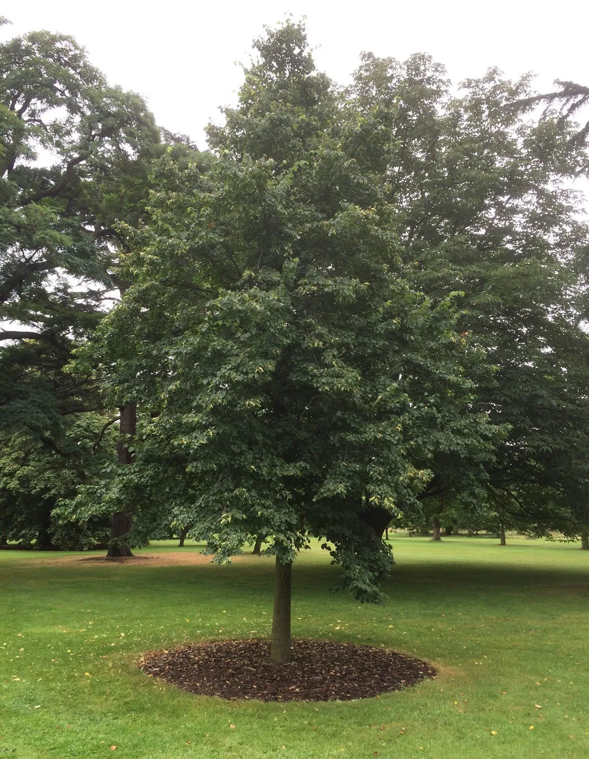 Tilia cordata