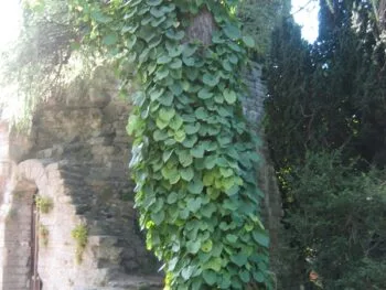 Aristolochia macrophylla