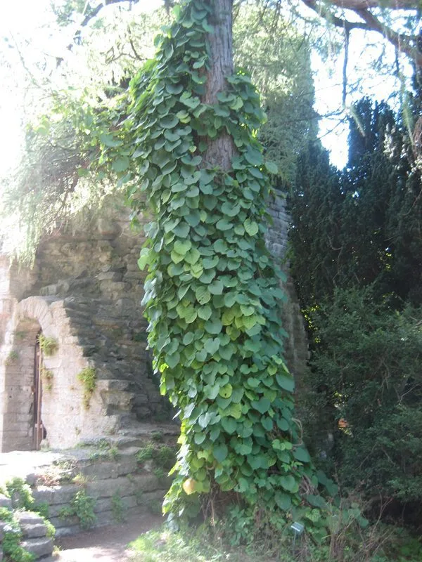Aristolochia macrophylla