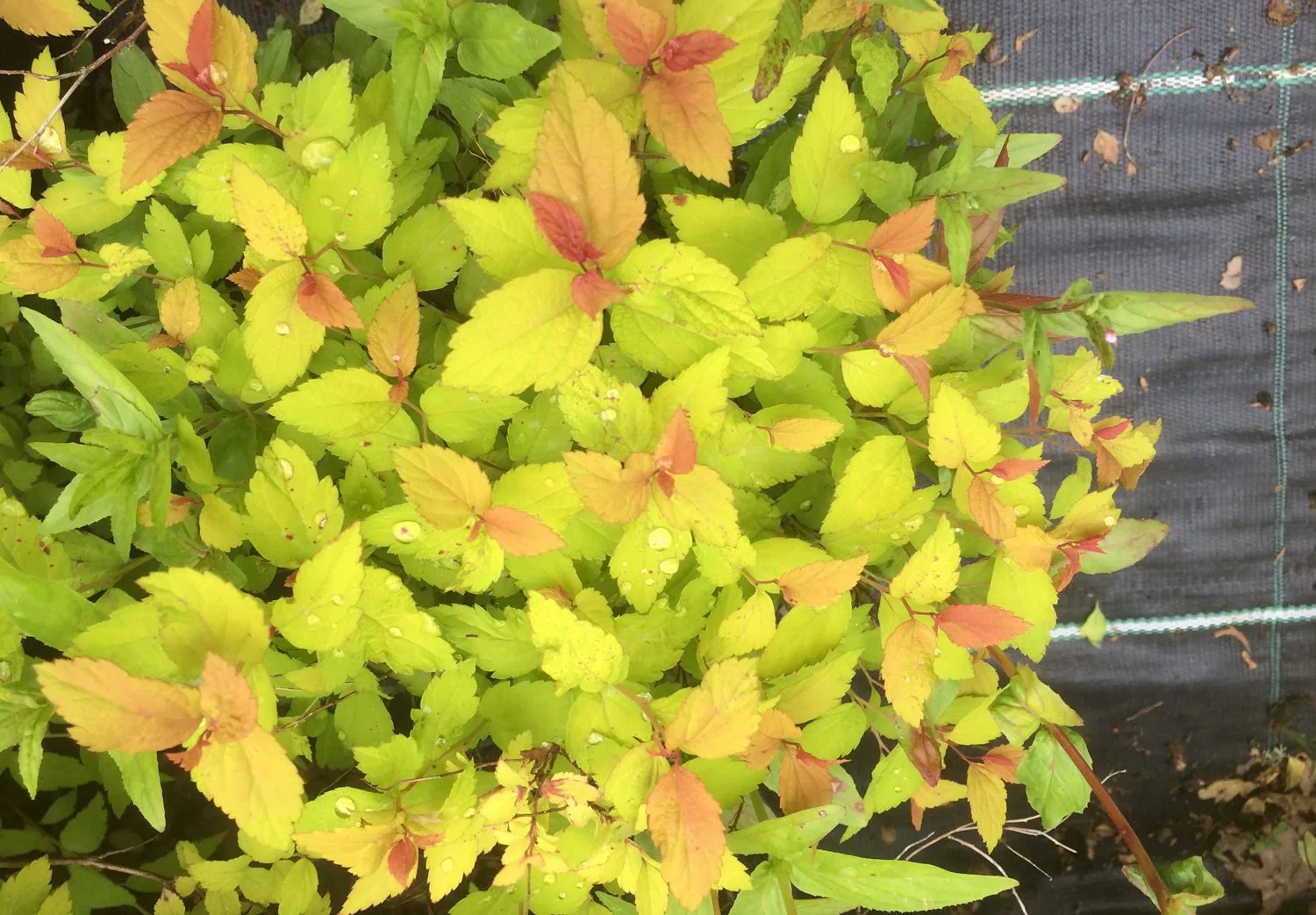 Spiraea japonica 'Magic Carpet' - Image 2