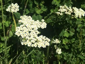 Spiraea trilobata