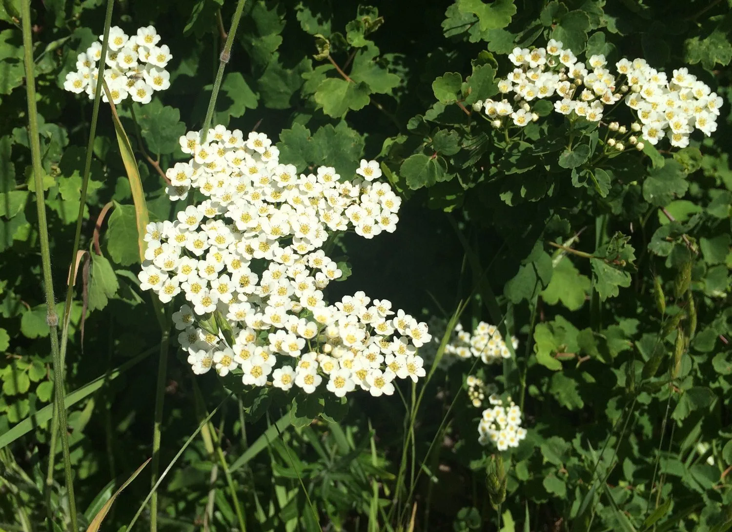 Spiraea trilobata