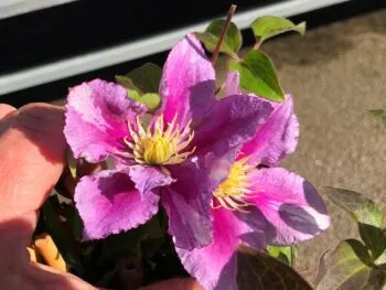 Clematis 'Piilu'