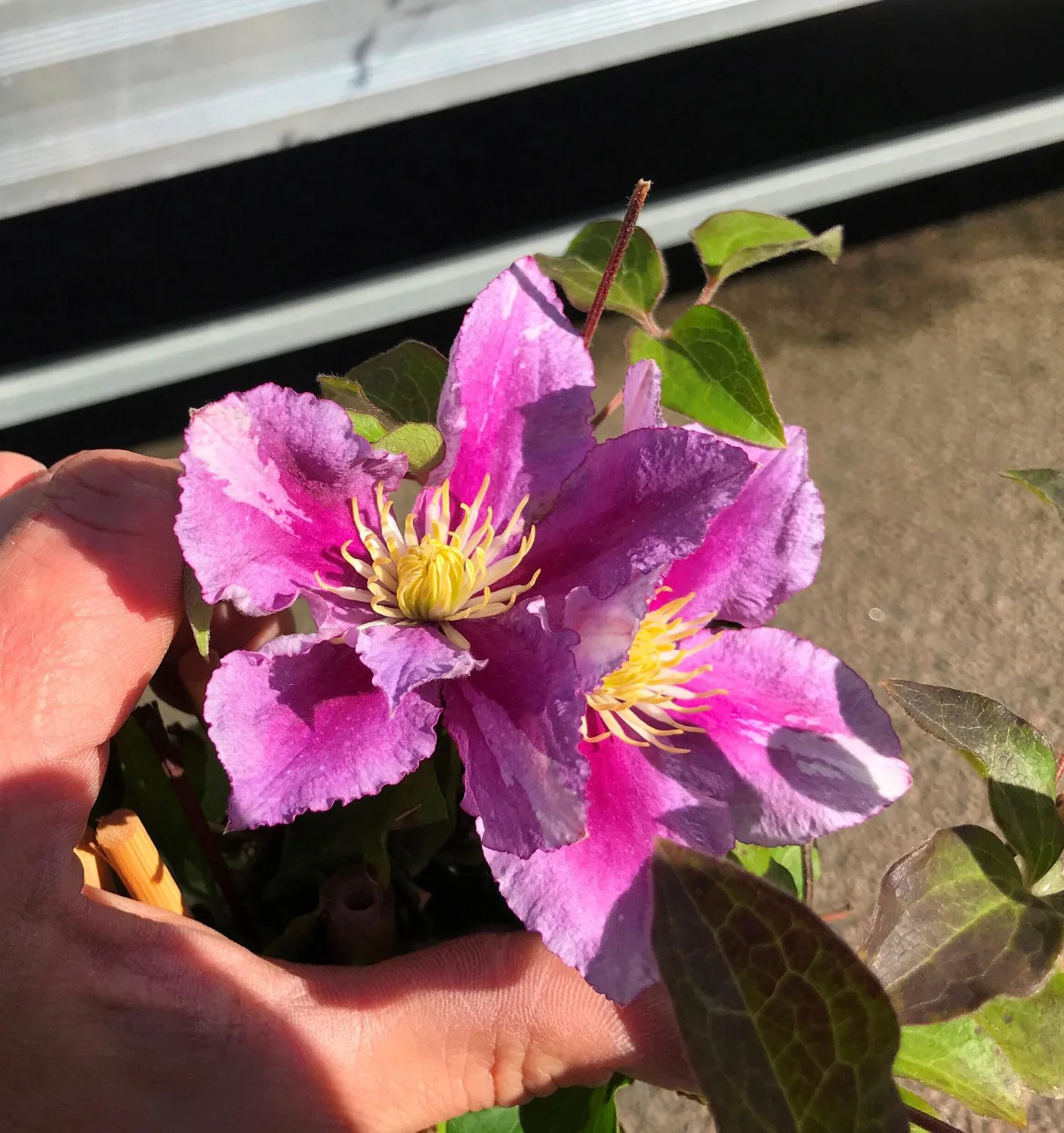 Clematis 'Piilu'