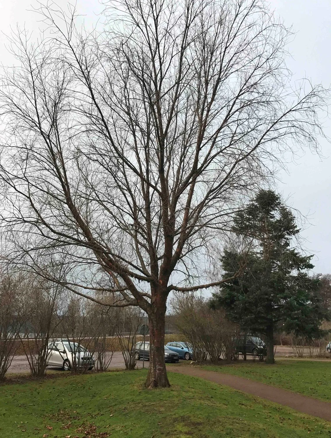 Prunus maackii - Image 4