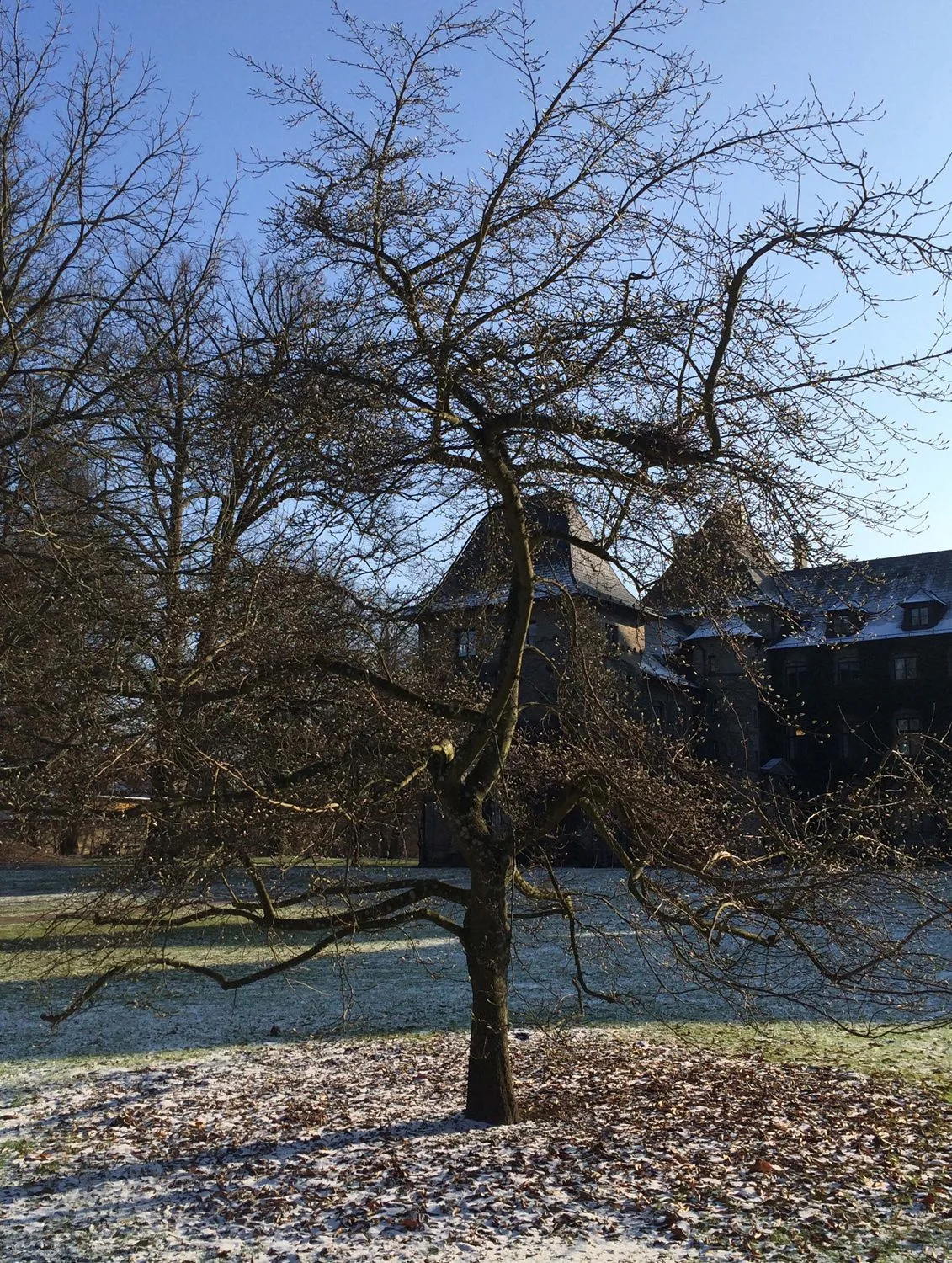 Magnolia kobus - Image 3
