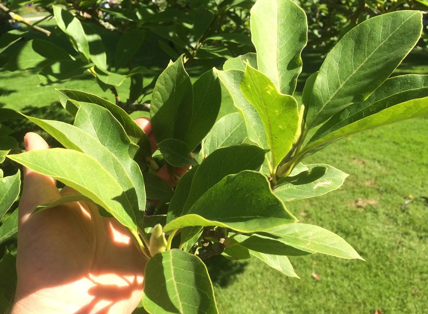 Magnolia x soulangeana - Image 3