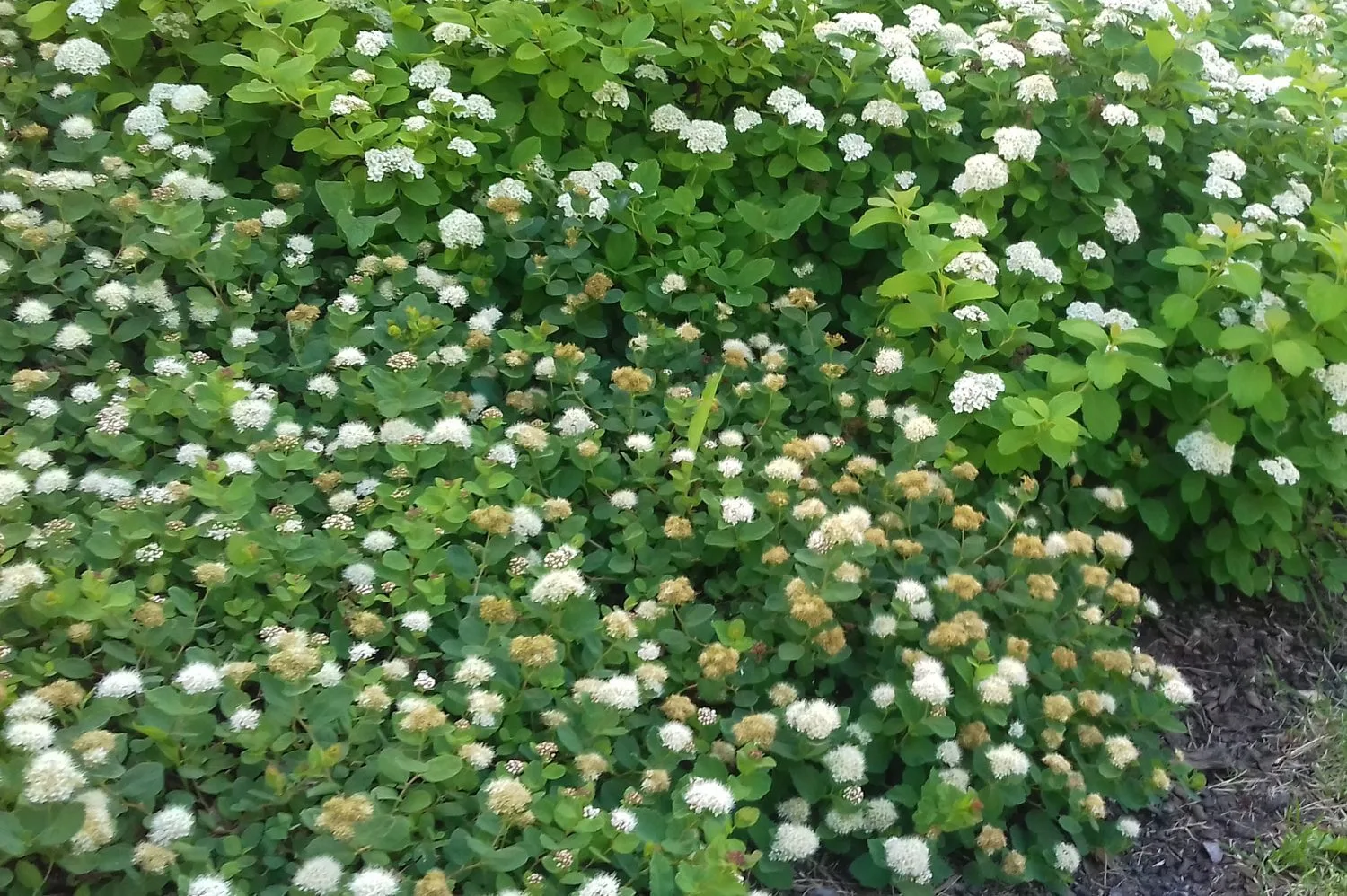 Spiraea beuvardiana 'Lumikki' - Image 2