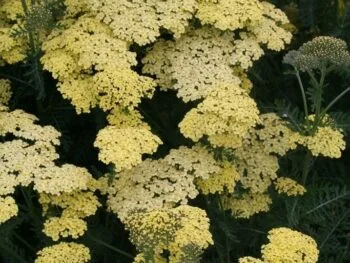 Achillea millefolium 'Credo'