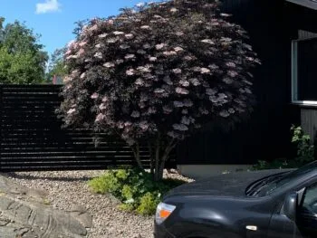 Sambucus nigra 'Black Lace'