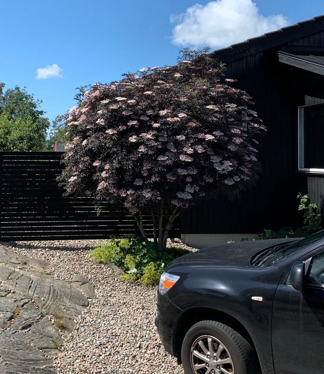 Sambucus nigra 'Black Lace'