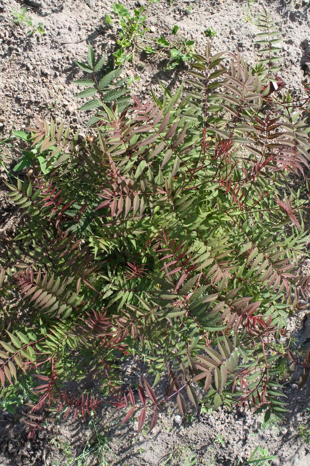 Sorbaria sorbifolia 'Dr. Aronsson'
