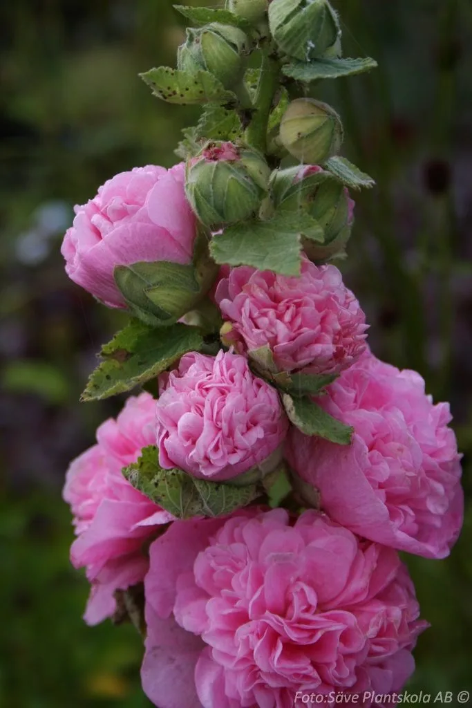 Alcea rosea 'Pleniflora' (Rosa)