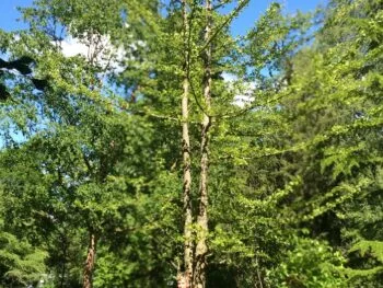 Ginkgo biloba