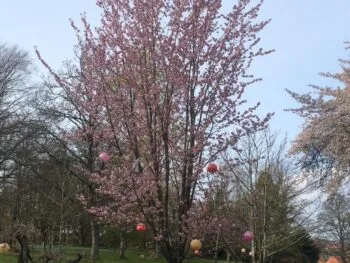 Prunus sargentii 'Rancho'