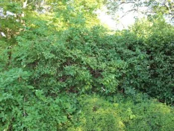 Philadelphus coronarius 'Finn' E