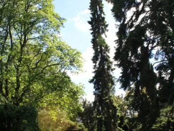 Picea omorika