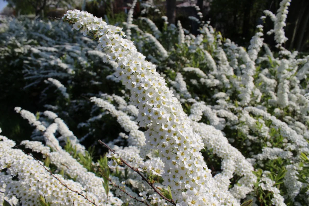 Spiraea x cinerea 'Grefsheim' E