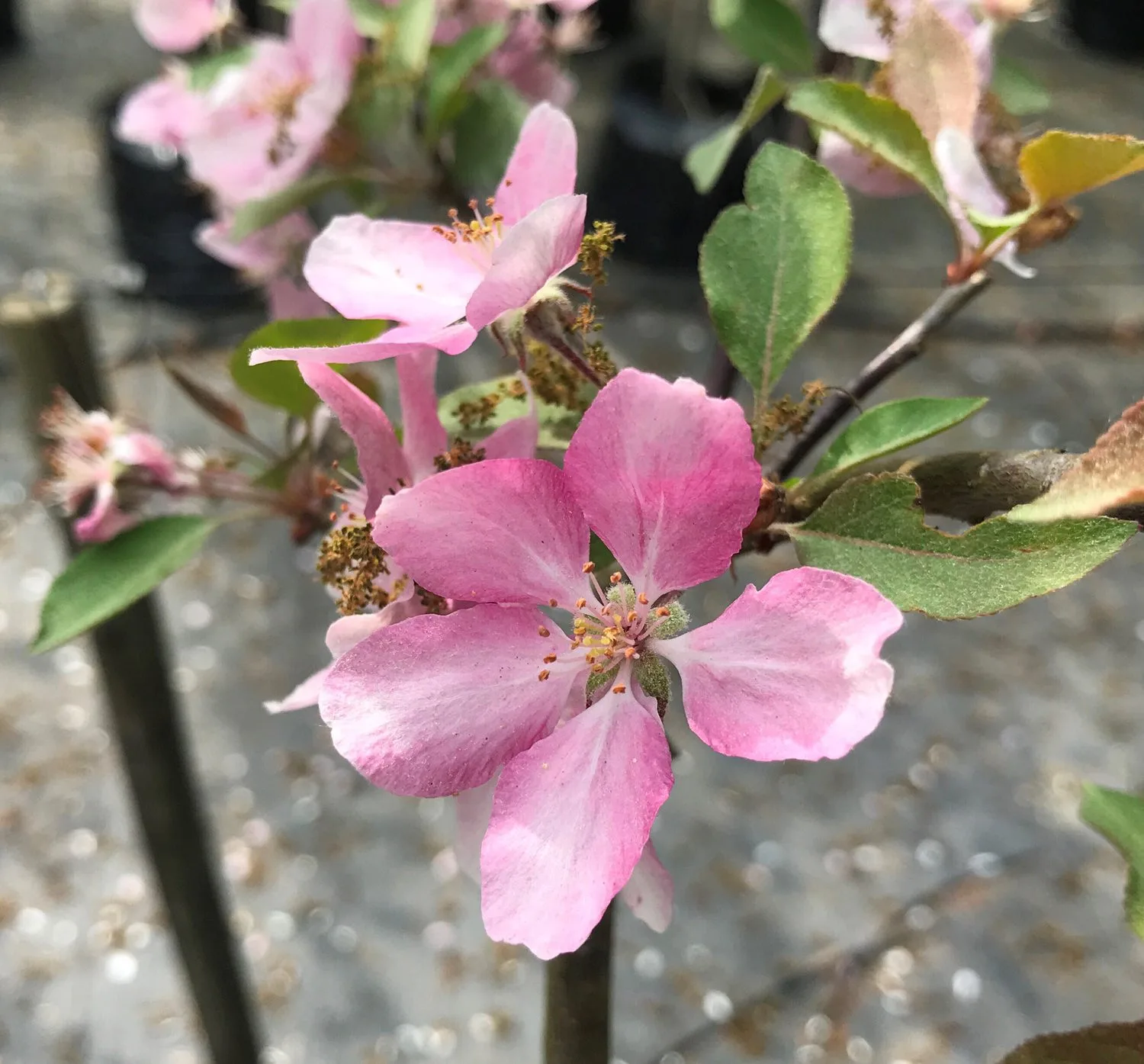 Malus 'Hopa' - Image 3