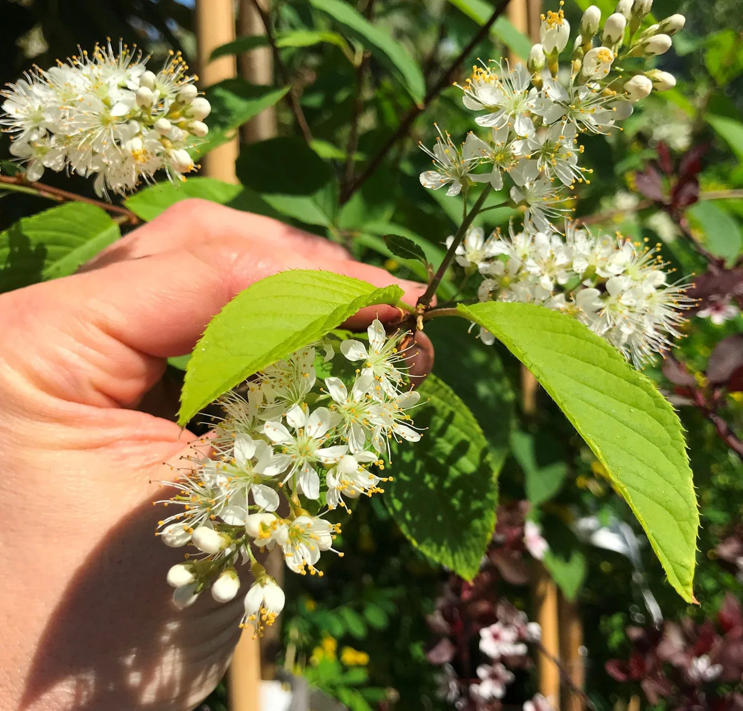 Prunus maackii - Image 3