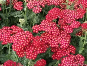 Achillea millefolium 'Paprika'
