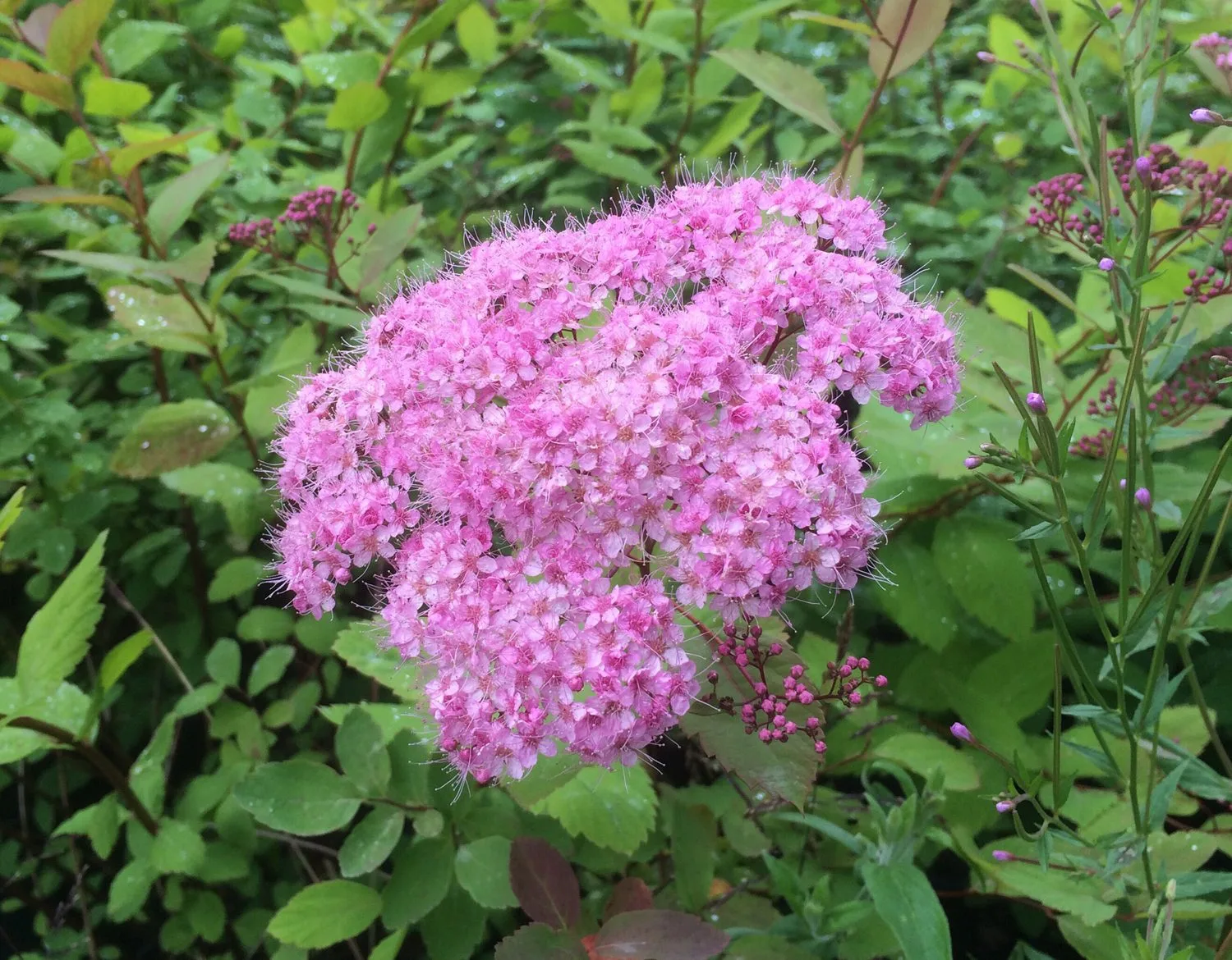 Spiraea japonica 'Odensala' - Image 2