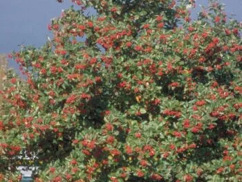Sorbus austriaca fk Gottsunda E
