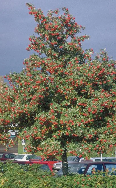 Sorbus austriaca fk Gottsunda E