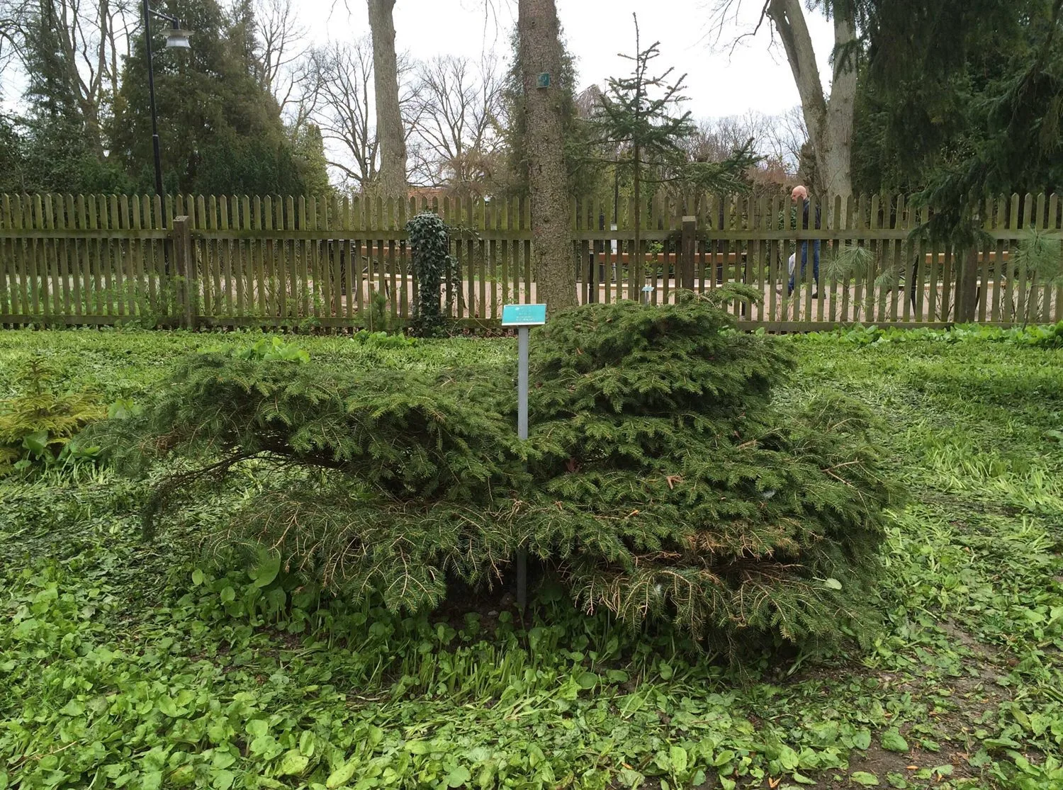 Picea abies 'Nidiformis' - Image 2