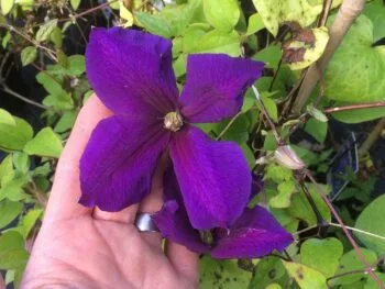 Clematis (Jackmanii-gruppen) 'Jackmanii'