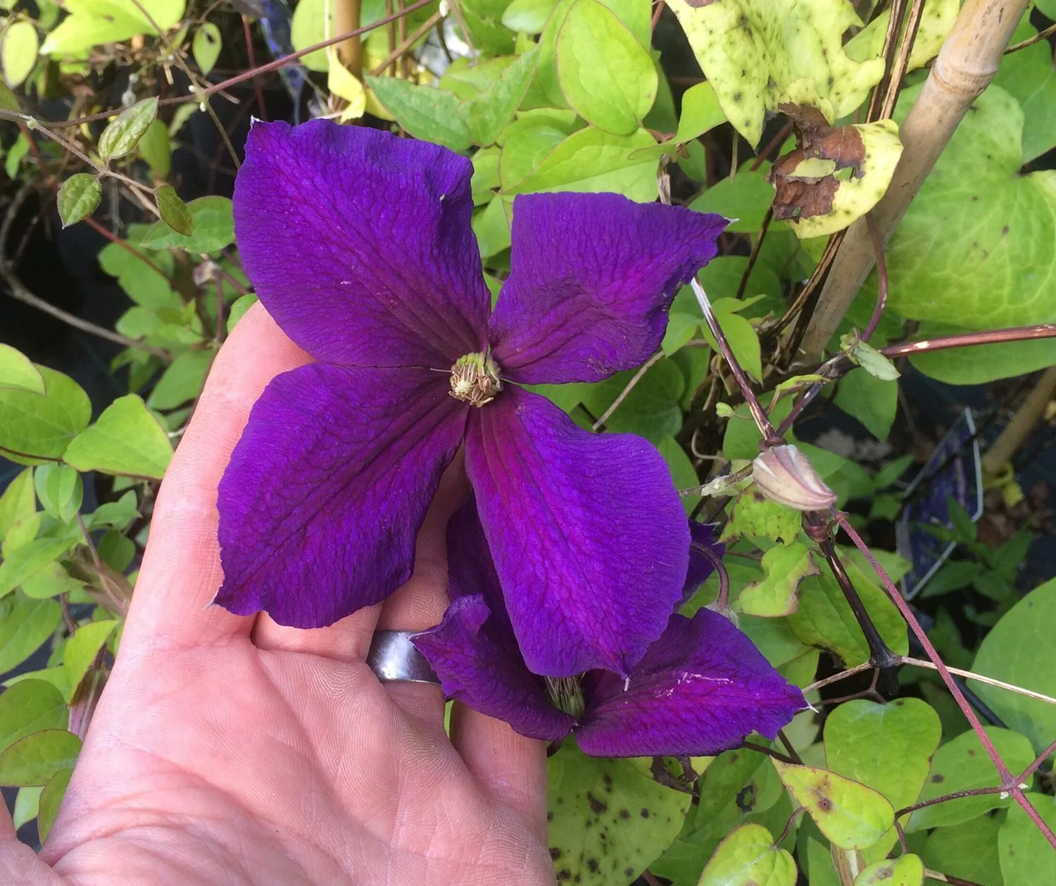 Clematis (Jackmanii-gruppen) 'Jackmanii'