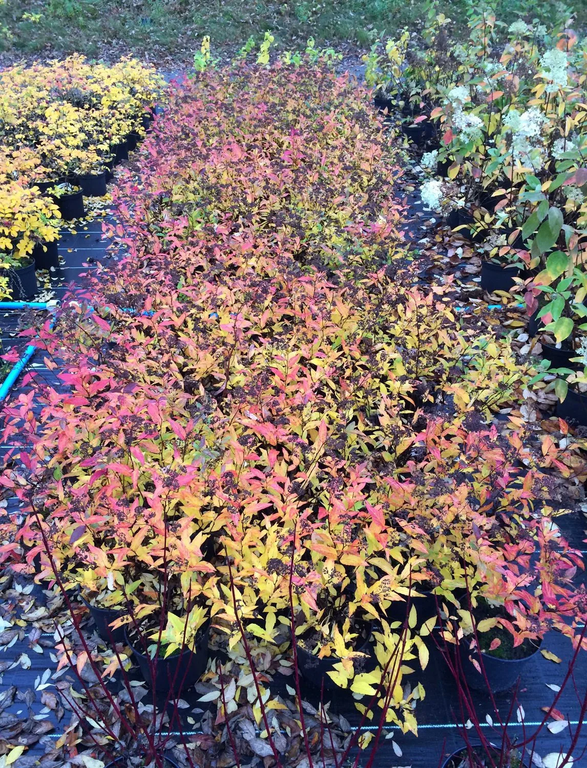 Spiraea japonica 'Froebelii'' - Image 2