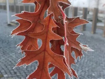 Quercus palustris