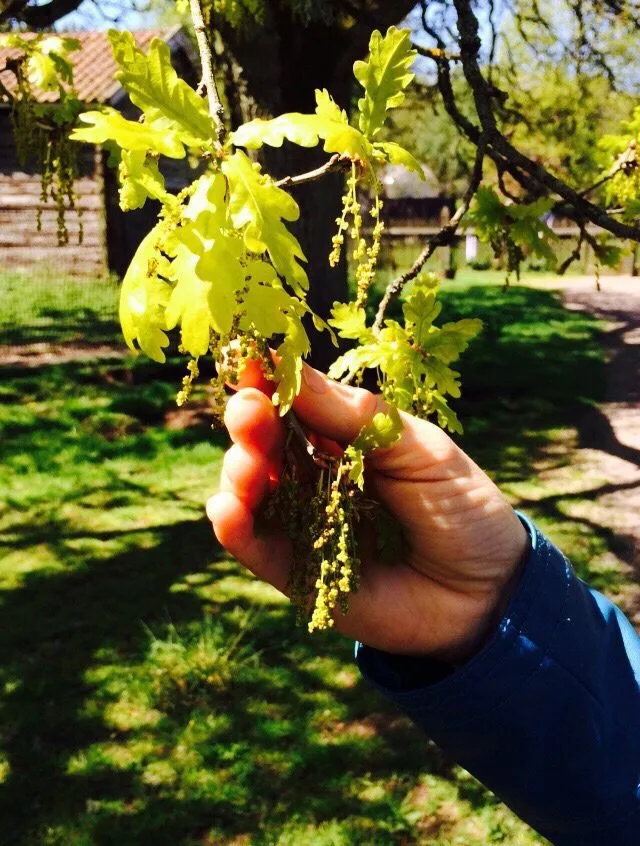 Quercus robur fk Ultuna/Linköping E - Image 3