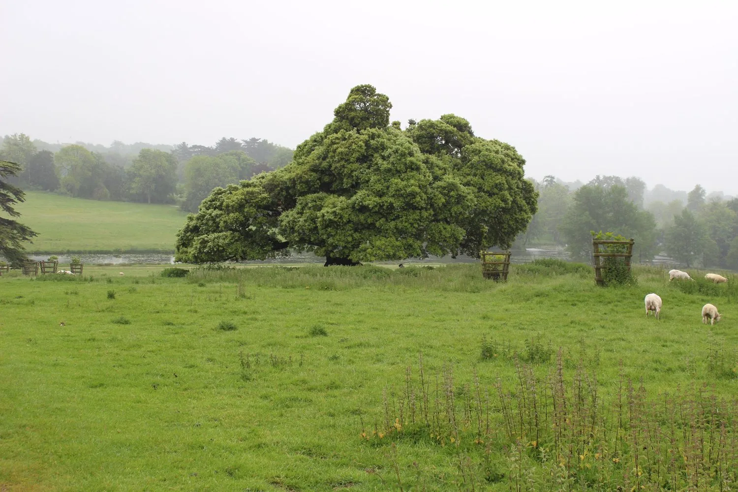 Quercus robur fk Ultuna/Linköping E - Image 2