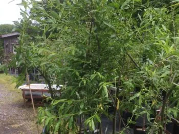 Salix daphnoides 'Wemer'