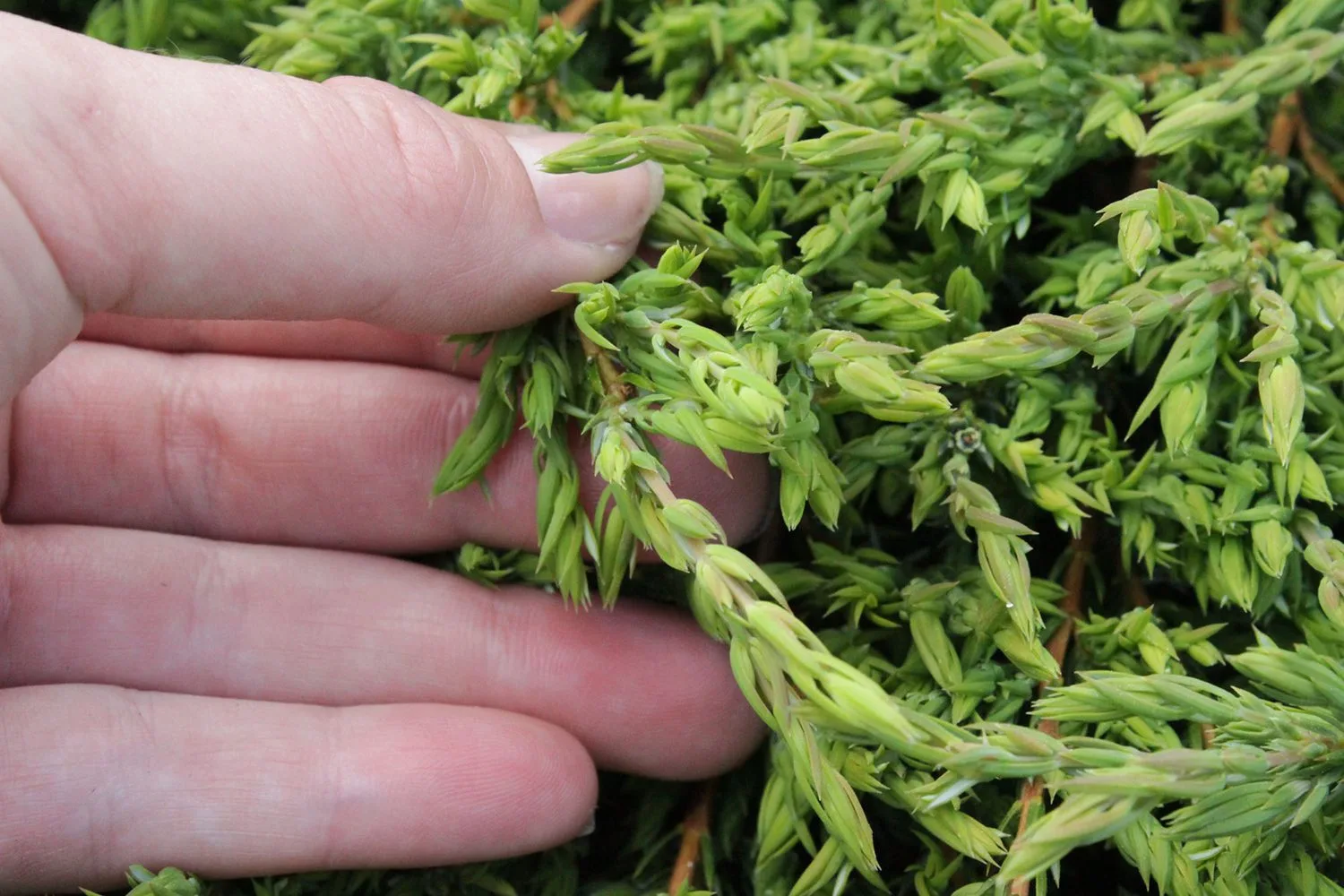 Juniperus communis 'Green Carpet' - Image 2