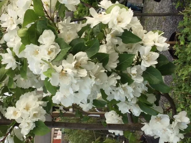 Malus 'Madonna' - Image 3