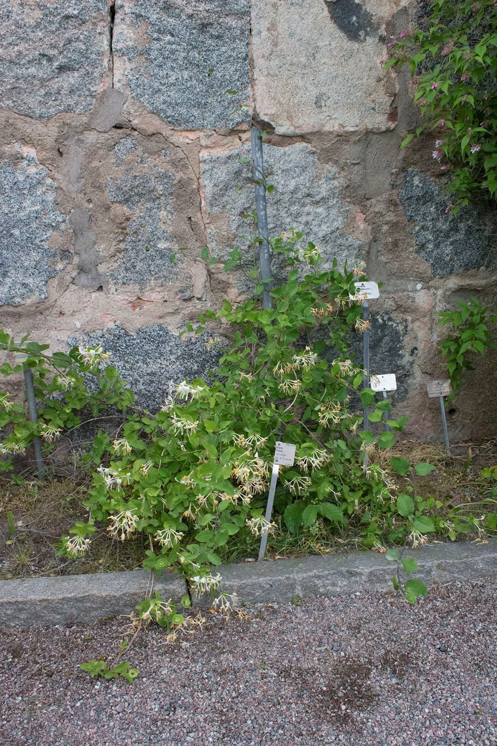 Lonicera caprifolium - Image 3