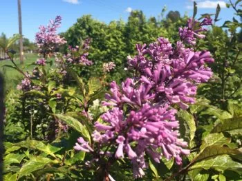 Syringa josikaea 'Oden' E