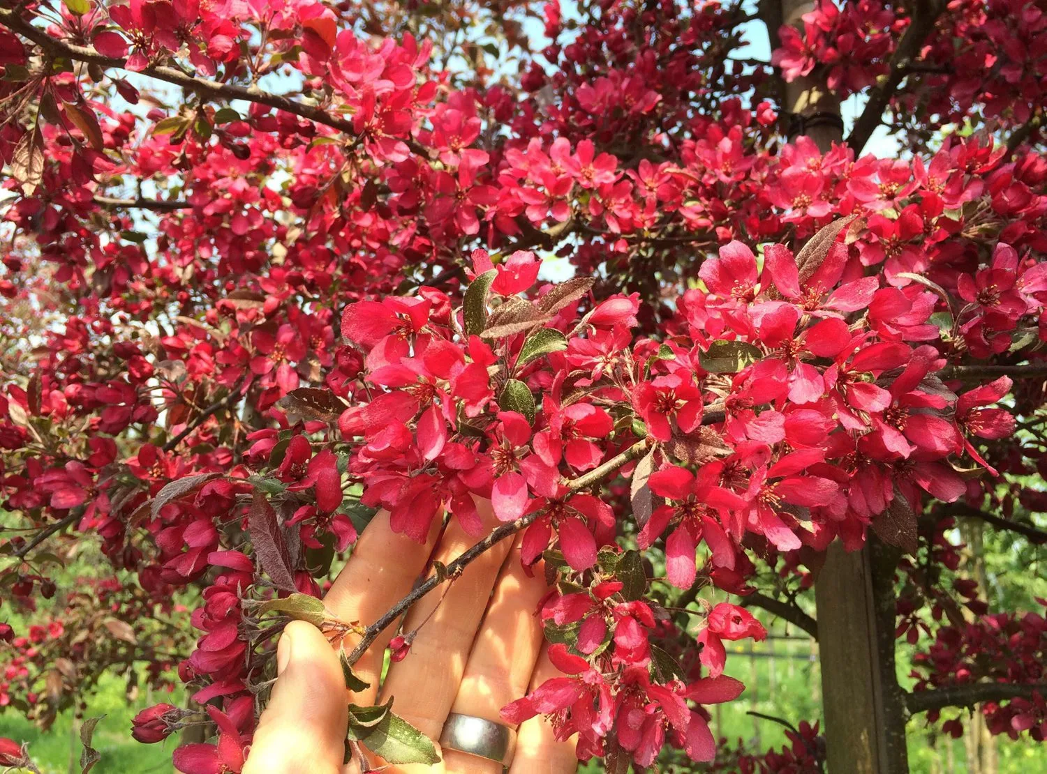 Malus 'Rubin' - Image 2