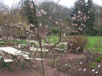 Viburnum x bodnantense 'Dawn'