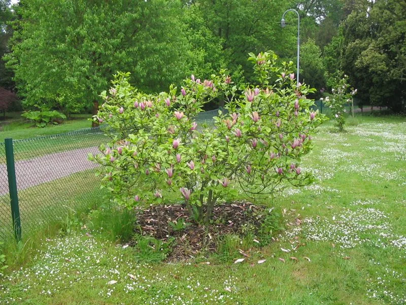 Magnolia (Liliiflora) 'Susan' - Image 2