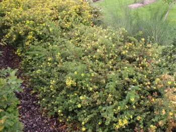 Dasiphora fruticosa 'Longacre' E