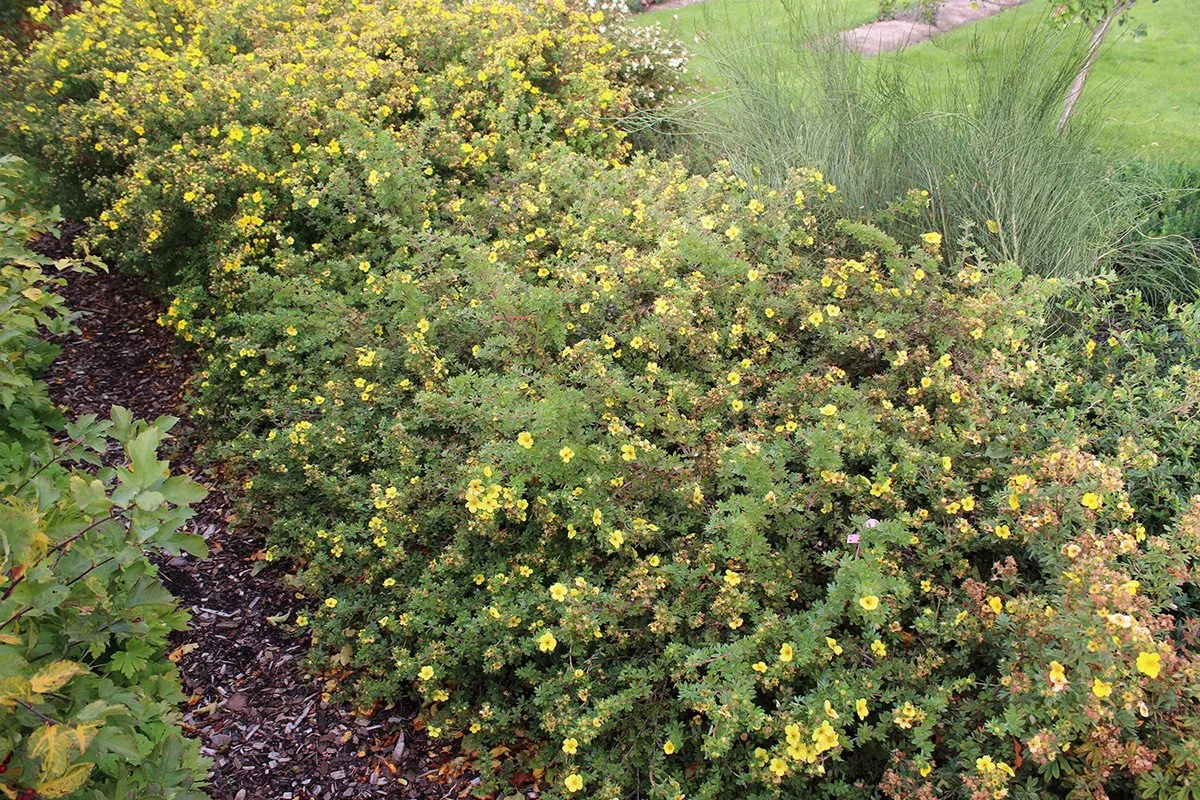 Dasiphora fruticosa 'Longacre' E