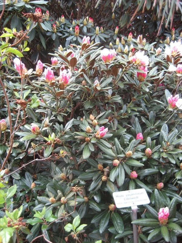 Rhododendron (Yakushimanum) 'Edelweiss' - Image 2