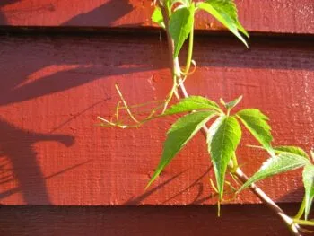 Parthenocissus quinquefolia