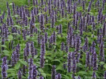 Agastache 'Black Adder'